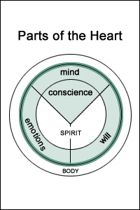 The Parts of the Heart